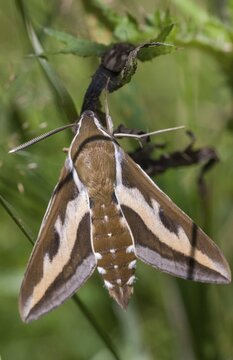 Hyles gallii, bedstraw owl, sphingidae, bedstraw hawk moth, butterfly, galium sphinx, high size, portrait format, insects, moths, moths, moths, butterfly, swarmer