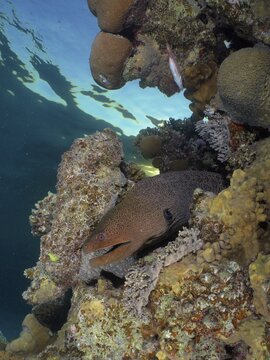 Giant moray (Gymnothorax javanicus) at sunset. Dive site House Reef Mangrove Bay, El Quesir, Egypt, Red Sea