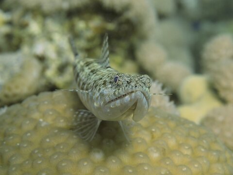 Close-up of variegated lizardfish (Synodus variegatus) on coral bottom. Dive site House Reef, Mangrove Bay, El Quesir, Red Sea, Egypt