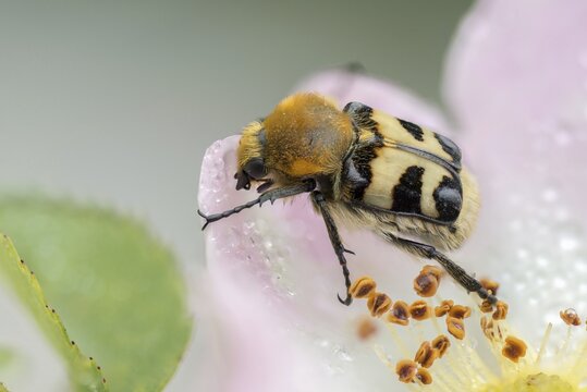 Bee beetle, leaf horn beetle, girdled brush beetle, smooth-brained brush beetle, brush beetle, scarabaeidae, trichius gallicus, beetle, coleoptera, insects, beetles