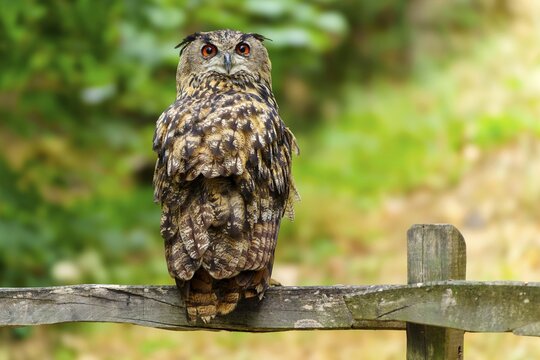 Eurasian Eagle-owl (Bubo bubo), Germany, an owl perched on a wooden fence against a blurred green background in the forest