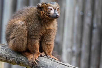 Fototapeta premium A Red-Bellied Lemur (Eulemur rubriventer).
