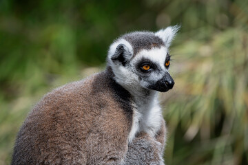 Fototapeta premium A Ring-Tailed Lemur (Lemur catta).