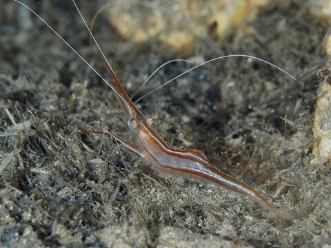 Brown shrimp, unicorn shrimp (Plesionika narval), with long antennae, under water, dive site peninsula Giens, Mediterranean Sea, Porquerolles, Provence, C&ocirc;te d'Azur, France