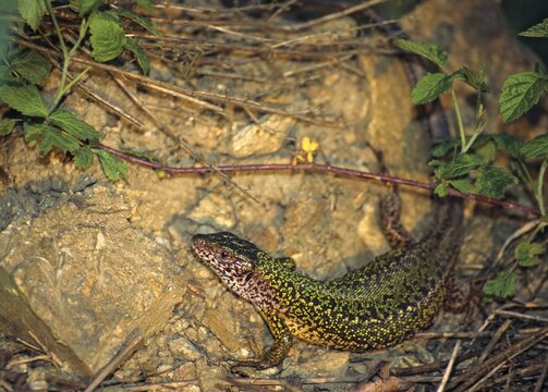 Green lizard, Lacerta viridis, emerald lizard, critters, lizards, lizards, lizards, reptiles, female