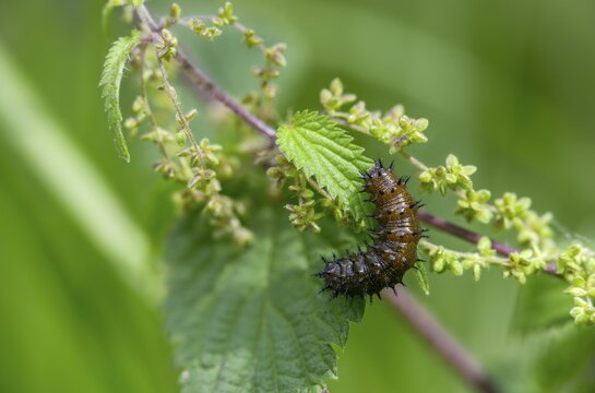 Admiral, nettle, large stinging nettle, red admiral, urtica dioica, urticaceae, Vanessa atalanta, nettle, butterfly, common nettle, flora, inchworm, insects, nettle, nettle leaf, plants, caterpillar, butterflies, stinging nettle, butterflies, stinging nettle, butterflies