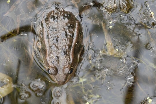 Marsh frog (Pelophylax ridibundus) adult amphibian on the water surface of a pond, England, United Kingdom