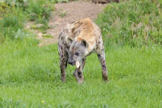 An adult male spotted hyena (Crocuta crocuta) stands on a green meadow and chews a bone