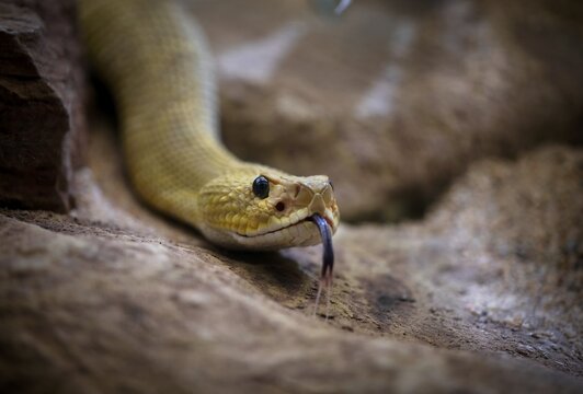Venomous mexican west coast rattlesnake (Crotalus basiliscus), captive, tongues, Germany
