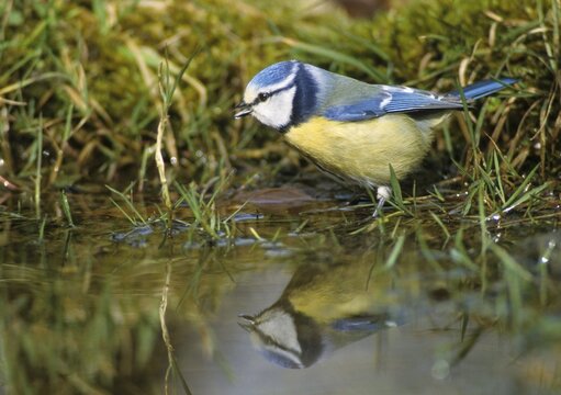 Blue tit, parus caeruleus, bath, bathe, bird bath, birds, tit, mirror, passeri, songbirds, mirror image, tits, potion, birdbath, birds, watering place