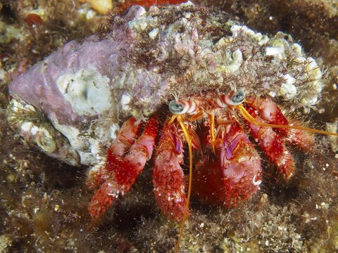 A hermit crab with a red body and a pattern on its shell, the Red Hermit Crab (Dardanus calidus), on the seabed, at the Cap de Creus Marine Reserve dive site, Rosas, Costa Brava, Spain, Mediterranean Sea