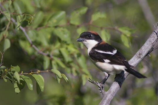 Lanius senator, red-headed shrike, woodchat shrike, birds, Bulgaria, male, passeri, songbirds, birds, shrikes