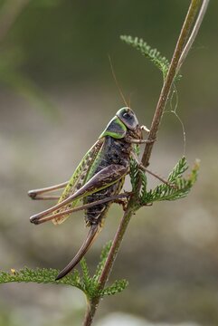 Brandenburg, Decticus Verrucivorus, Germany, grasshoppers, locusts, Nabu, national natural heritage, natural paradise Gr&uuml;nhaus, wart biters, post-mining landscape, ensifera, grasshoppers, grasshoppers, grasshoppers, high size, portrait format, insects, long-feeler scare, wait biter