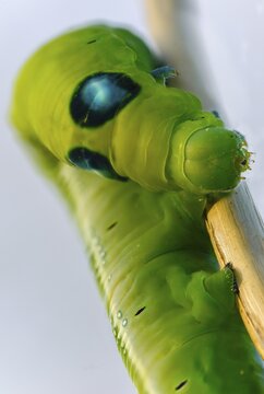 Army Green Moth, Daphnis Nerii, Oleander Hawk-Moth, Oleander Swarmers, High Size, Portrait Format, Inchworm, Insects, Moths, Moths, Moths, Caterpillar, Butterflies