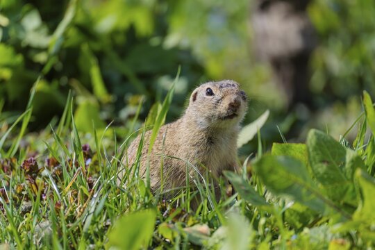 An adult ground squirrel (Spermophilus citellus) eats leaves and flowers on a sunny day in a green meadow with tall vegetation. Austria