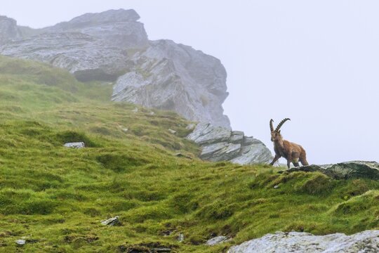 Alpine ibex (Capra ibex), Heiligenblut am Gro&szlig;glockner, Carinthia, Austria