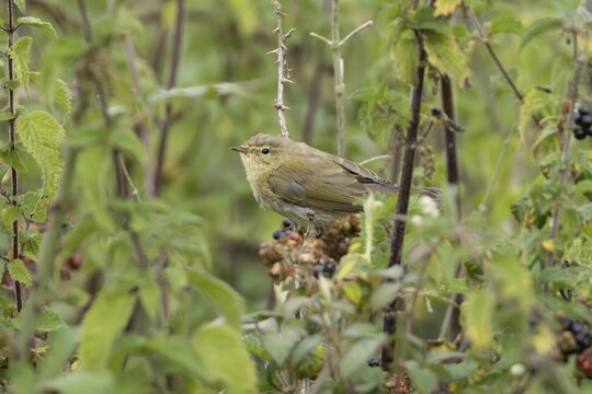 Common chiffchaff (Phylloscopus collybita) adult bird amongst nettle plants in summer, England, United Kingdom