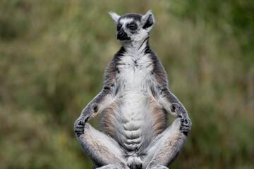 A Ring-Tailed Lemur (Lemur catta) basking in the sun. © Vine.Photographic
