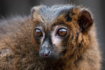 Fototapeta premium A Red-Bellied Lemur (Eulemur rubriventer).
