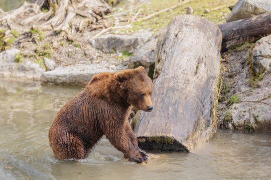 A young male brown bear (Ursus arctos arctos) plays in the water of a small stream