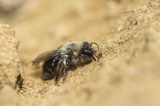 Andrena cf. vaga, andrena vaga, andrenidae, floodplain sand bee, grey-backed mining bee, grey-backed mining bee, hymenoptera, sand bee, willow sand bee, insects, wild bees