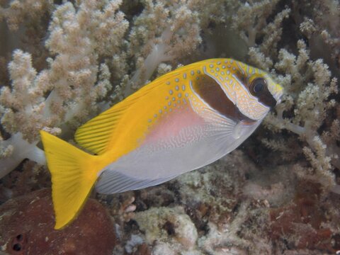 Yellow fish, headband rabbitfish (Siganus virgatus), swimming near soft corals, dive site Close Encounters, Permuteran, Bali, Indonesia