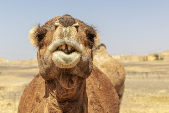 Close-up of a camel against a clear, blue desert sky