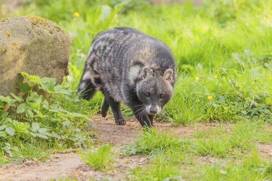 An African civet (Civettictis civetta)runs across the forest floor on a sunny day