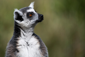 A Ring-Tailed Lemur (Lemur catta) keeping a look-out. © Vine.Photographic