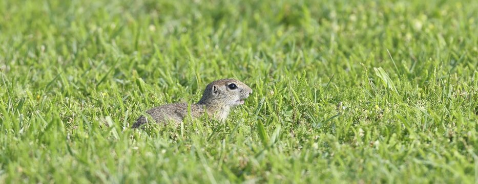 European ground squirrel (Spermophilus citellus) in a meadow, Burgenland Austria