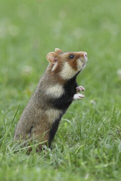 European hamster (Cricetus cricetus), standing upright and secure in a meadow, Vienna, Lower Austria, Austria