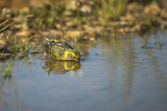 European Serin, serine, serinus serinus, bath, bird bath, birds, passeri, songbirds, potions, birdbath, birds, watering place