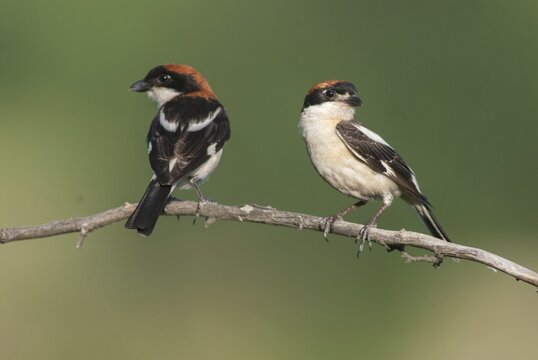 Lanius senator, red-headed shrike, woodchat shrike, birds, Bulgaria, female, male, passeri, songbirds, songbirds, birds, female, shrike