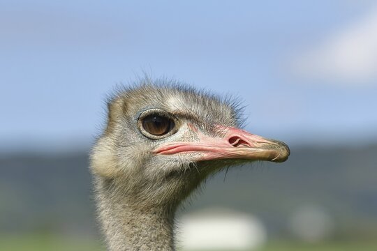 Common ostrich (Struthio camelus), portrait, captive, Germany