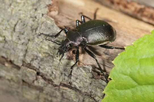 Calosoma inquisitor, small doll predator, climbing beetle, lesser searcher, beetle, coleoptera, insects, beetles