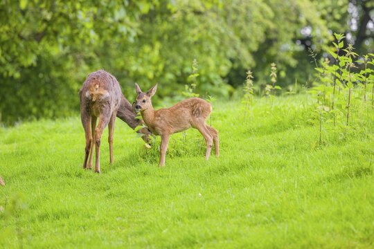 A female roe deer (Capreolus capreolus) and her fawn stand in a meadow