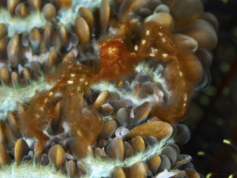 An orang-utan crab (Achaeus japonicus) on a coral, dive site Gondol East, Penyapangan, Bali, Indonesia