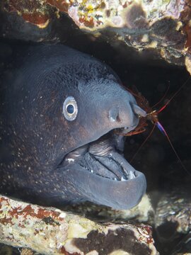 A Mediterranean moray eel (Muraena helena) with open mouth being groomed by a Mediterranean cleaner shrimp (Lysmata seticaudata), under a rock in the Mediterranean Sea near Hy&egrave;res, Giens Peninsula dive site, Provence Alpes C&ocirc;te d'Azur, France