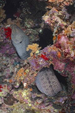 Giant Moray moray (Gymnothorax javanicus) hiding in a colourful coral reef at night. Dive site Shaab Mahmoud, Sinai, Egypt, Red Sea