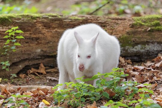 An albino red-necked wallaby or Bennett's wallaby (Macropus rufogriseus) sits on the leaf covered forest floor next to a rotting, moss-covered tree lying on the ground