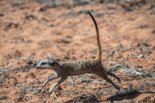 Running meerkat (Suricatta suricata), Kgalagadi Transfrontier Park, Northern Cape, South Africa