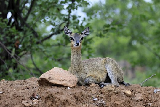 Transvaal rock hyrax (Oreotragus transvaalensis), adult, female, sitting, alert, Kruger National Park, South Africa