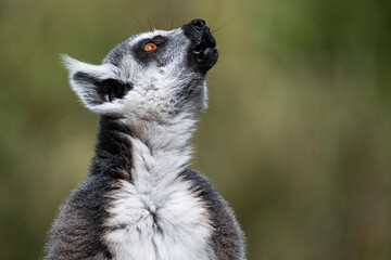 A Ring-Tailed Lemur (Lemur catta) keeping a look-out. © Vine.Photographic