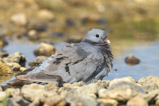 Columba Oenas, Holdove, Stock Pigeon, Bath, Bathe, Bird Bath, Birds, Columbidae, Doves, Doves, Potions, Birdbath, Birds, Watering Place