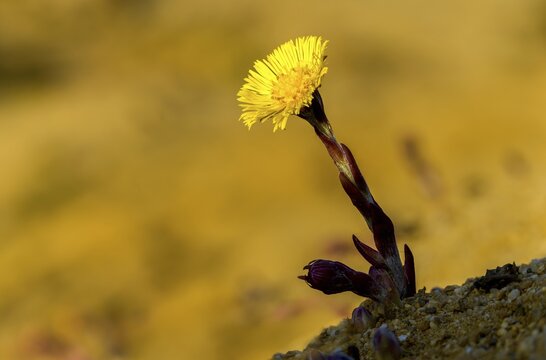 Asteraceae, brandy lettuce, coltsfoot, daisy, marchflower, horsefoot, tussilago farfara, coltsfoot, flora, plants
