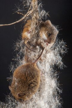 Harvest mouse, Micromys minutus, rodents, rodentia, dwarf mouse, high size, portrait format, mammals, mouse, muroids, rodents, mammals