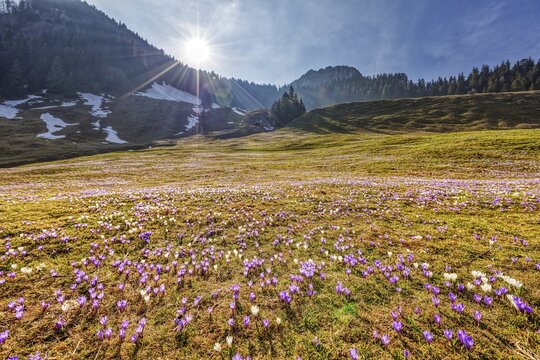 Crocuses (Crocus) blossom, Crocuses, Daffnerwaldalm, Bavaria, Germany