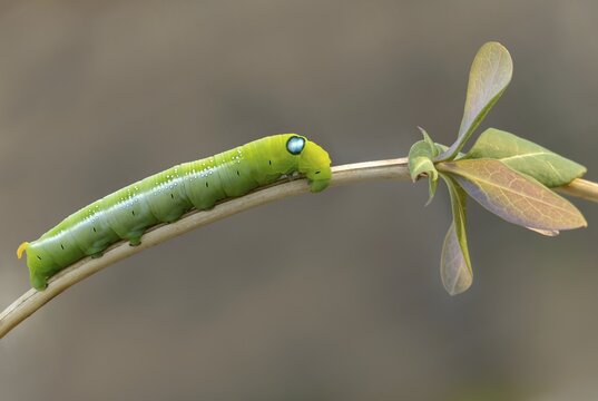 Army green moth, daphnis nerii, oleander hawk-moth, oleander swarmers, inchworm, insects, moths, moths, moths, caterpillars, butterflies