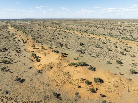 Parallel, linear sand dunes grown with camelthorn trees (Vachellia erioloba) in the Kalahari Desert. During the rainy season with green vegetation. Aerial view. Drone shot. Namibia