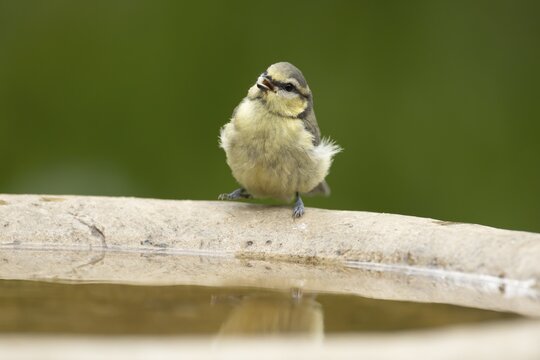 Blue tit (Cyanistes caeruleus) adult garden bird drinking water from a bird bath, England, United Kingdom